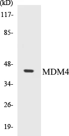 MDM4 Cell Based ELISA Kit (A103196-96)