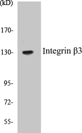 Integrin beta 3 Cell Based ELISA Kit (A103368-96)