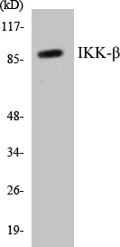 IKK beta Cell Based ELISA Kit (A102958-96)