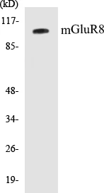 mGluR8 Cell Based ELISA Kit (A103007-96)