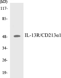 IL-13R Cell Based ELISA Kit (A103000-96)