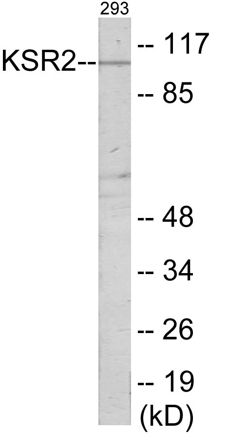 KSR2 Cell Based ELISA Kit (A103553-96)