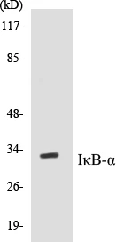 IKB alpha Cell Based ELISA Kit (A102917-96)