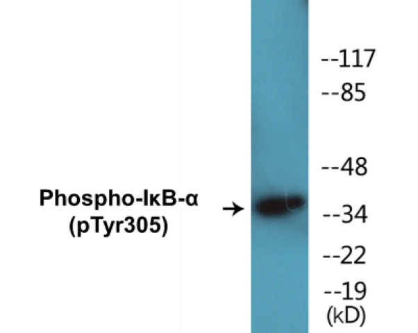 IKB-alpha (phospho Tyr305) Cell Based ELISA Kit (A102526-296)