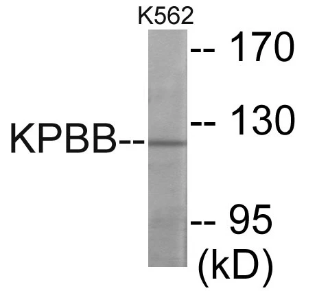 KPBB Cell Based ELISA Kit (A103556-96)