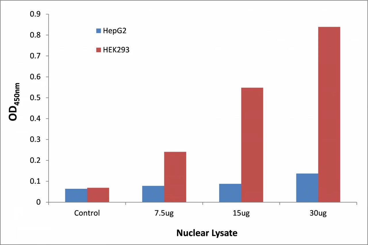 IKZF4 ELISA Kit (A104254-96)