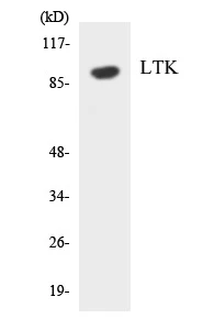 LTK Cell Based ELISA Kit (A103573-96)