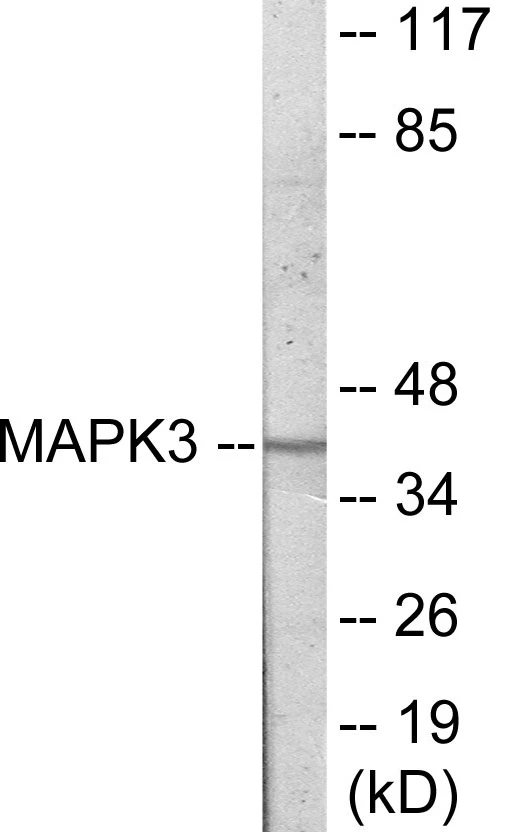 MAPK3 Cell Based ELISA Kit (A103168-96)