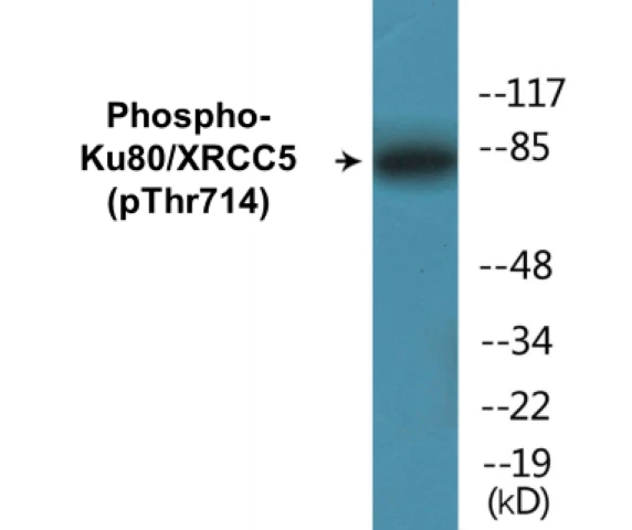 Ku80 (phospho Thr714) Cell Based ELISA Kit (A102732-296)