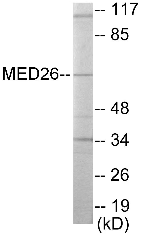 MED26 Cell Based ELISA Kit (A103467-96)