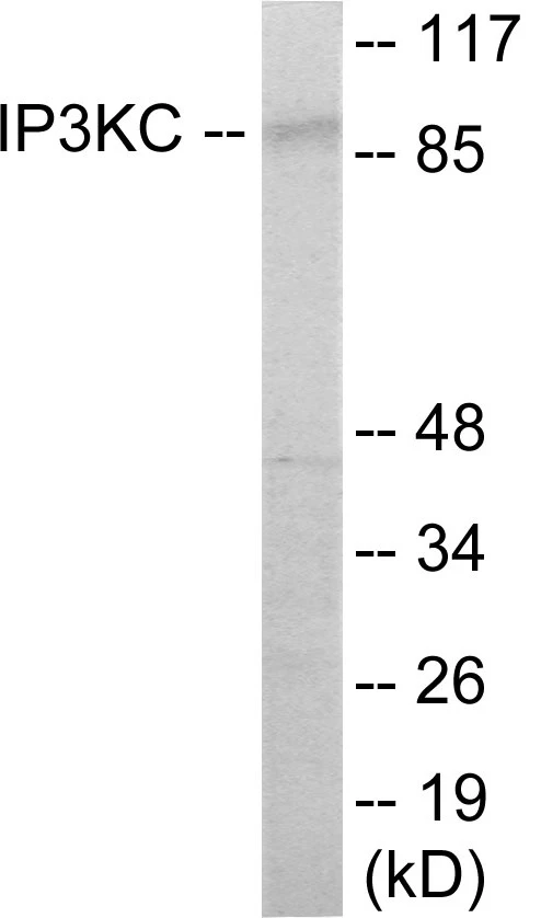 IP3KC Cell Based ELISA Kit (A103708-96)