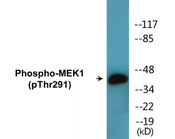 MEK1 (phospho Thr291) Cell Based ELISA Kit (A102338-296)