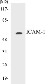 ICAM-1 Cell Based ELISA Kit (A103643-96)