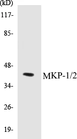 MKP-1 + 2 Cell Based ELISA Kit (A102942-96)