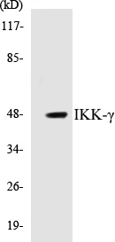 IKK gamma Cell Based ELISA Kit (A103632-96)