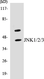 JNK1 + 2 + 3 Cell Based ELISA Kit (A102856-96)