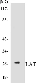 LAT Cell Based ELISA Kit (A103321-96)