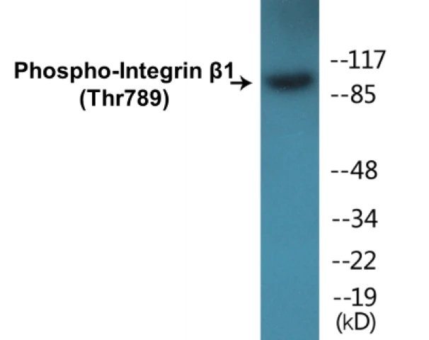 Integrin beta 1 (phospho Thr789) Cell Based ELISA Kit (A102240-296)