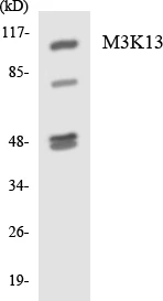 M3K13 Cell Based ELISA Kit (A103131-96)