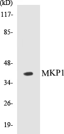 MKP1 Cell Based ELISA Kit (A103725-96)