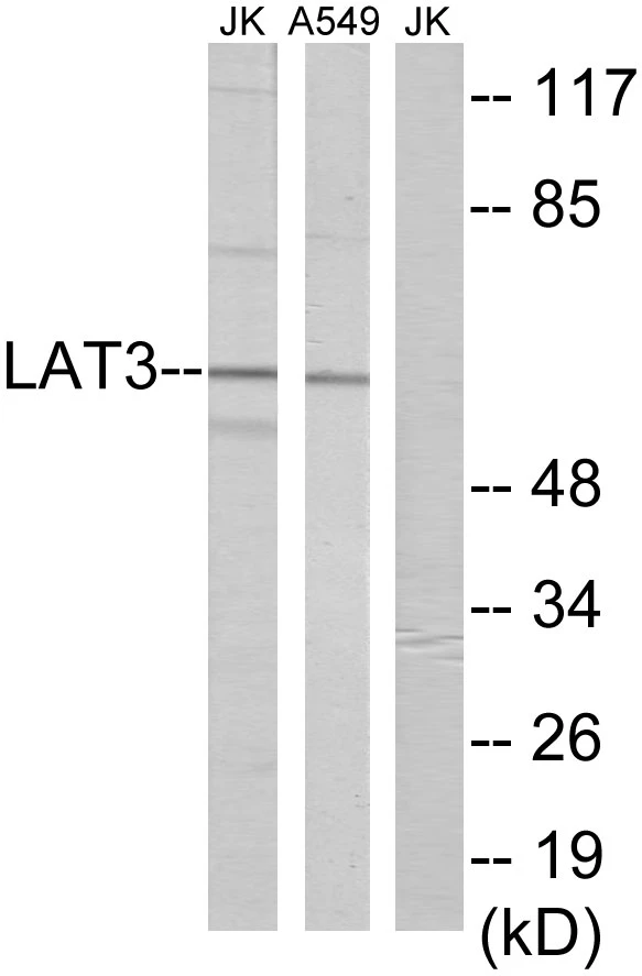 LAT3 Cell Based ELISA Kit (A103731-96)