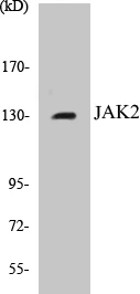 JAK2 Cell Based ELISA Kit (A103195-96)