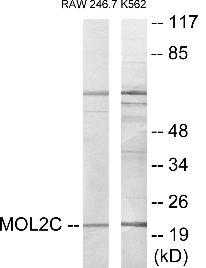 MOL2C Cell Based ELISA Kit (A103482-96)