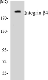 Integrin beta 4 Cell Based ELISA Kit (A102832-96)