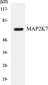 MAP2K7 Cell Based ELISA Kit (A103001-96)