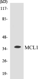 MCL1 Cell Based ELISA Kit (A103243-96)