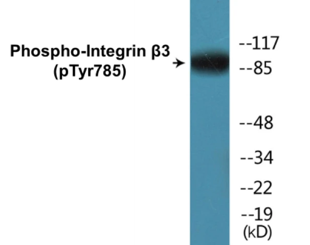 Integrin beta 3 (phospho Tyr785) Cell Based ELISA Kit (A102243-296)