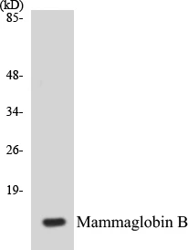 Mammaglobin B Cell Based ELISA Kit (A103615-96)