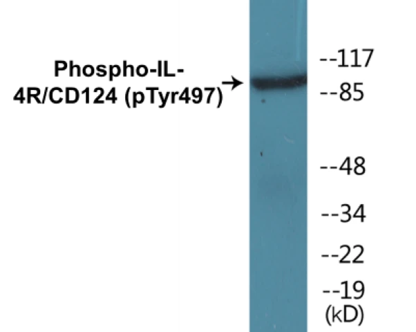 IL-4R (phospho Tyr497) Cell Based ELISA Kit (A102623-296)