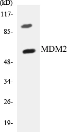 MDM2 Cell Based ELISA Kit (A103499-96)