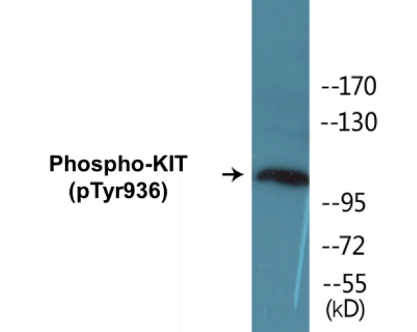 KIT (phospho Tyr936) Cell Based ELISA Kit (A102669-296)