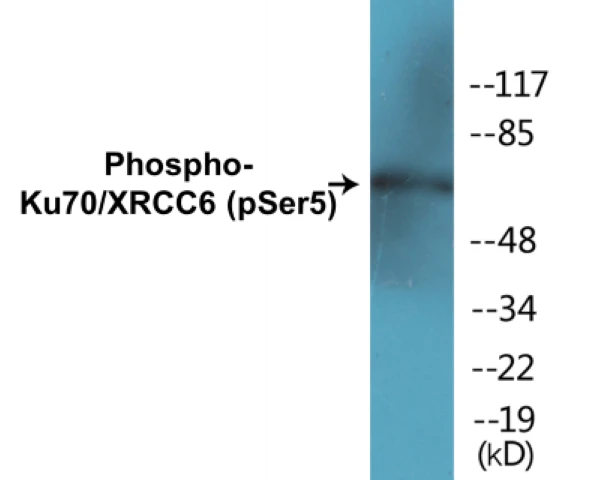 Ku70 (phospho Ser5) Cell Based ELISA Kit (A102676-296)