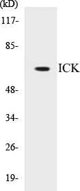 ICK Cell Based ELISA Kit (A103332-96)