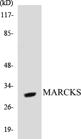 MARCKS Cell Based ELISA Kit (A103004-96)