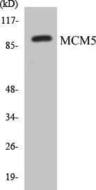 MCM5 Cell Based ELISA Kit (A103244-96)