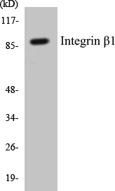 Integrin beta 1 Cell Based ELISA Kit (A102826-96)