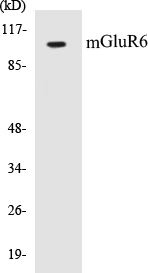 mGluR6 Cell Based ELISA Kit (A103650-96)