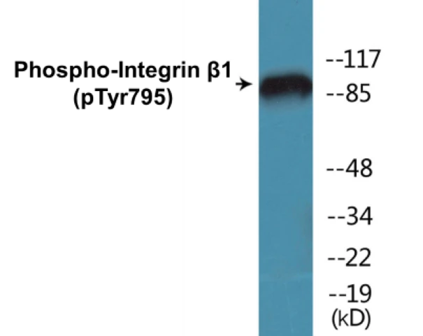 Integrin beta 1 (phospho Tyr795) Cell Based ELISA Kit (A102246-296)