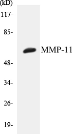 MMP-11 Cell Based ELISA Kit (A103008-96)