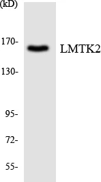 LMTK2 Cell Based ELISA Kit (A103704-96)