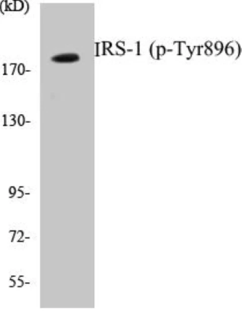 IRS-1 (phospho Tyr896) Cell Based ELISA Kit (A102216-296)