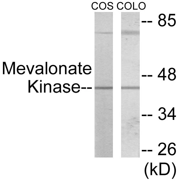 Mevalonate Kinase Cell Based ELISA Kit (A103610-96)