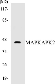 MAPKAPK2 Cell Based ELISA Kit (A102959-96)