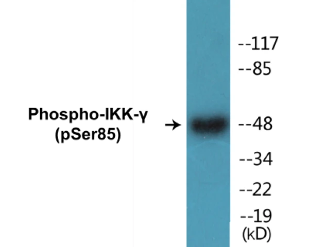 IKK gamma (phospho Ser85) Cell Based ELISA Kit (A102785-296)