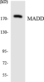 MADD Cell Based ELISA Kit (A103303-96)