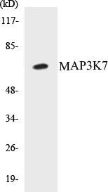 MAP3K7 Cell Based ELISA Kit (A103002-96)